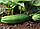 Насіння огірка Делпіна F1, 1000 насінин, фото 5