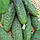Насіння огірка Сатина F1, 1000 насінин, фото 2