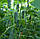 Насіння огірка Мадіта F1, 1000 насінин, фото 2