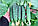 Насіння огірка Мадіта F1, 1000 насінин, фото 5