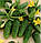 Насіння огірка Пасалімо F1, 500 насінин, фото 3