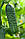 Насіння огірка Пасалімо F1, 500 насінин, фото 4