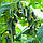 Насіння огірка Еколь F1, 500 насінин., фото 3
