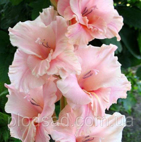 Гладіолус Богиня кохання