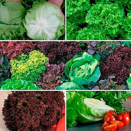 Набори насіння