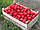 Насіння томату Солероссо F1, 1000 насінин., фото 3