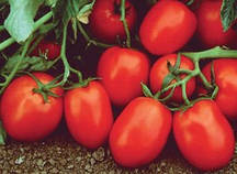 Насіння томату Дуал Плас F1, 1000 насінин