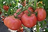 Насіння томату Пінк Делайт F1 (100 yfc.) Ergon, фото 2