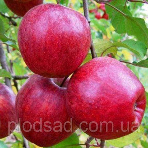 Яблуня Камео