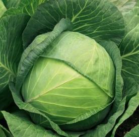 ЛІБЕРАТОР F1/LIBERATOR F1, 20 насіння — капуста білочена, Syngenta 