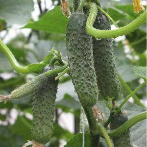 ПАСАЛИМО F1 / PASALIMO F1, 10 семян — огурец партенокарпический, Syngenta, фото 2