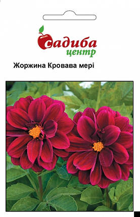 Насіння жоржини Кривава Мері 0,1 г, Нім Zaden, фото 1