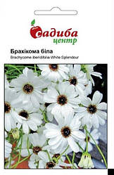 Насіння брахікоми Біла 0,1 г, Садиба