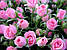 Шикарні троянди з доставкою додому, фото 9