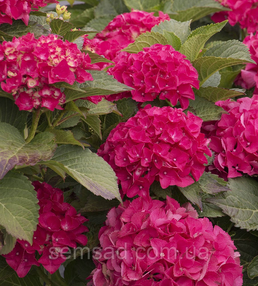 Гортензія крупнолисна Сітілайн Париж \ Hydrangea macrophylla Cityline Paris ( саджанці 3 роки)