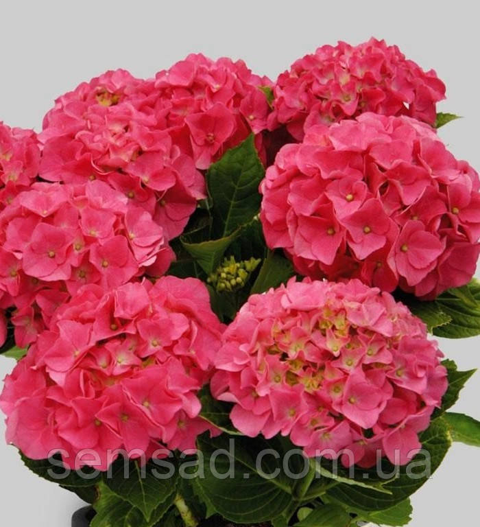 Гортензія крупнолисна Даро \ Hydrangea macrophylla Duro ( саджанці )