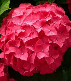 Гортензія крупнолисна Чарм Ред \ Hydrangea macrophylla Charm red ( саджанці 3 роки)