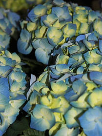 Гортензія крупнолисна Бела \ Hydrangea macrophylla Bela ( саджанці )