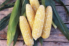 Кукурудза цукрова