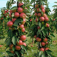 Яблуня колоноподібна Арбат