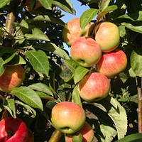 Яблуня колоноподібна Баргузин