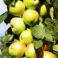 Яблуня колоноподібна Болеро