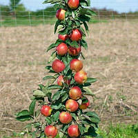 Яблуня колоноподібна Валюта