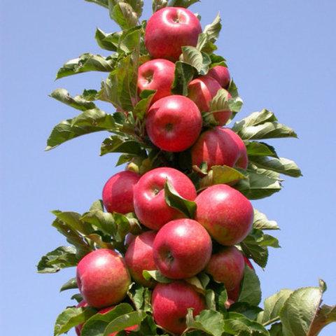 Яблуня колоноподібна Джина саджанці