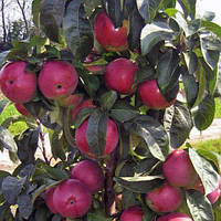 Яблуня колоноподібна Остінкіно