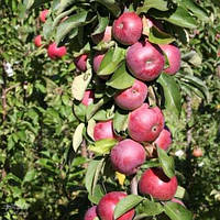 Яблуня колоноподібна Скорпіон