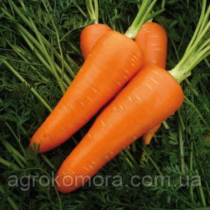Мірафлорес F1, морква 100 000нас. (1,4-1,6 мм) Clause
