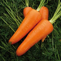 Мирафлорес F1, морковь 100 000сем. (1,4-1,6мм) Clause