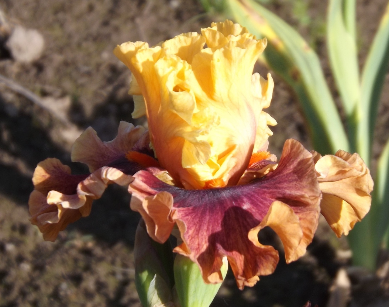 Ірис Sweet Svengali Світ Свенгали (Blyth 2010) (саджанці), фото 1