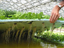 Застосування добрив FloraGrowing для промислової гідропоніки