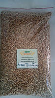 Зерно для пророщування, 1 кг (сорт Третикале)