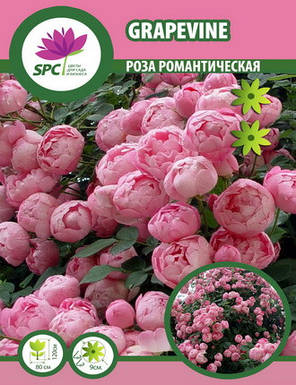 Роза романтична Grapevine, фото 2