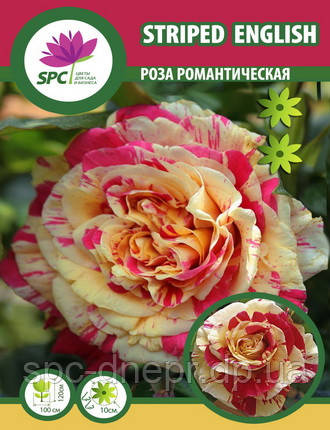 Роза романтична Streped English, фото 2