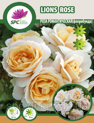 Троянда романтична Lions Rose