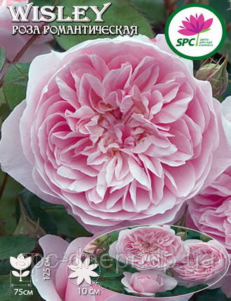Троянда романтична Wisley 2008, фото 1