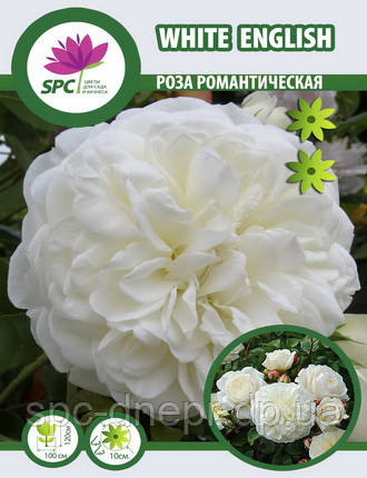 Троянда романтична White English
