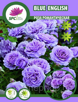 Роза романтична Blue English, фото 2