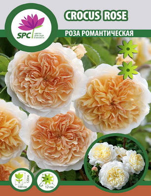 Роза романтична Crocus Rose, фото 2