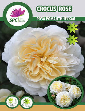 Роза романтична Crocus Rose, фото 2