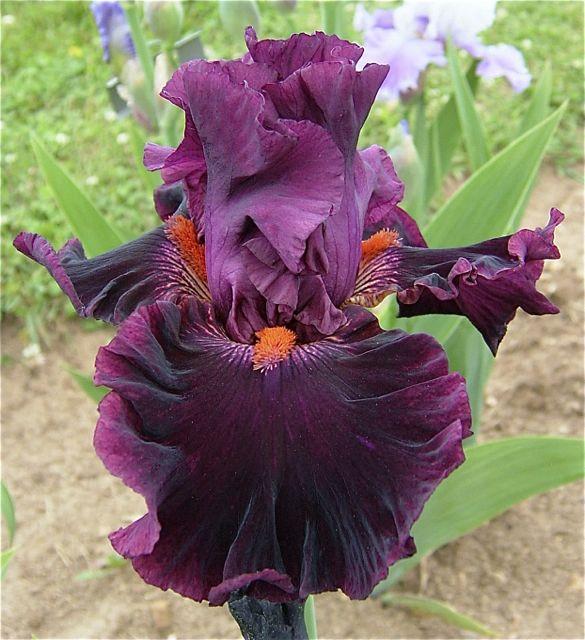 Ірис Machismo Мачисмо (Blyth 2003) (саджанці), фото 1