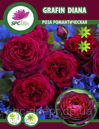 Роза романтична Gräfin Diana, фото 2