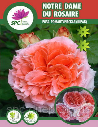 Троянда романтична Notre Dame du Rosaire, фото 1