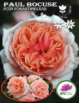 Троянда романтична Paul Bocuse