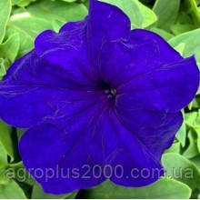 Насіння Петунія великоквіткова Тритунія F1 Синя 1000 драже Syngenta