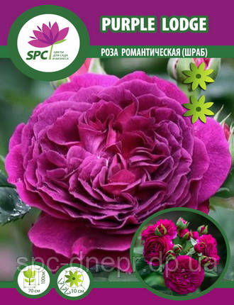Роза романтична Purple Lodge, фото 2