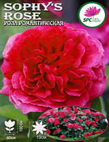Роза романтична Sophy's Rose, фото 2